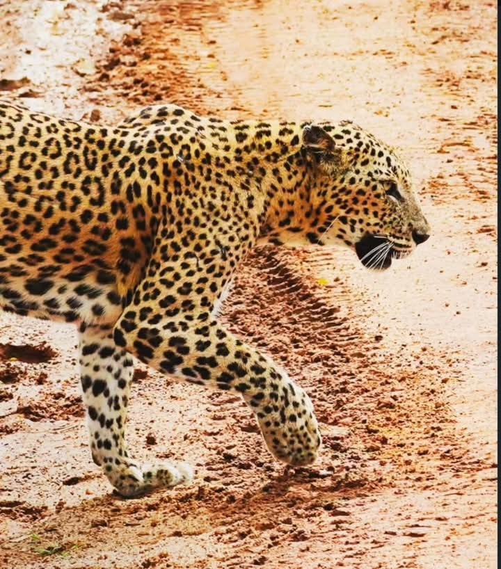 Malindu Yala Gate Tissamaharama Exterior foto